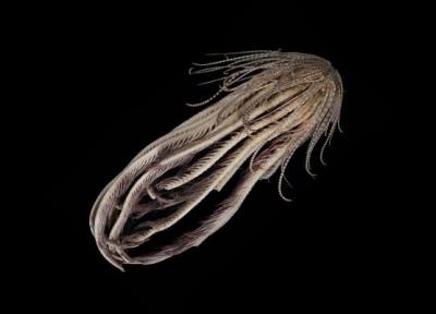 کشف یک جانور اقیانوسی با بیست بازو که شبیه موجودات فضایی است