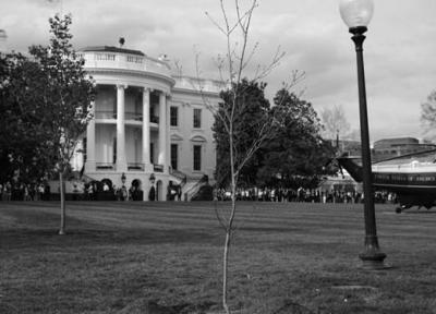 درخت دوستی اهداییِ ماکرون به ترامپ نابود شد