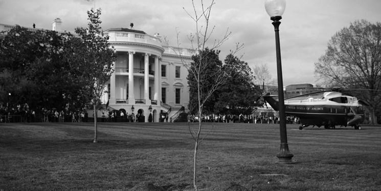 درخت دوستی اهداییِ ماکرون به ترامپ نابود شد