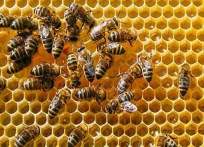 افزایش زنبورستان ها با رشد پوشش گیاهی