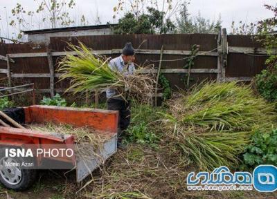 فرایند فراوری شکر سیاه از نیشکر