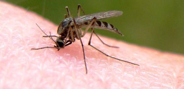 پاسخ علمی به ابهام انتقال ویروس کرونا توسط حشرات