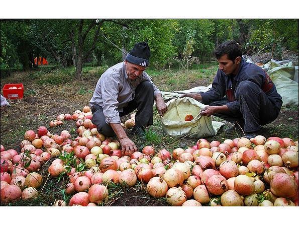 تولید 745 تن انار در نکا