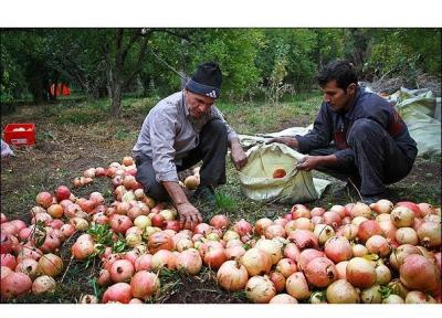 تولید 745 تن انار در نکا