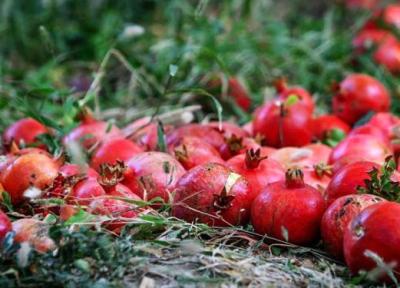 انار لوکس ترین میوه پاییز ، قیمت انار از 30 هزار تومان گذشت