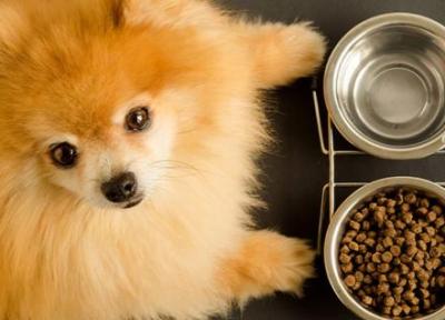 برنامه غذایی مناسب سگ چیست؟ سلامت سگ از مسیر تغذیه می گذرد