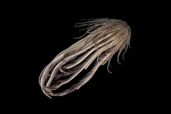 کشف یک جانور اقیانوسی با بیست بازو که شبیه موجودات فضایی است